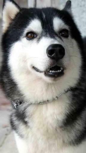 The Wait Is Finally Over Unofficial Siberian Husky Live Wallpaper