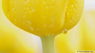 Beautiful Yellow Flowers A Wide Dimensions Wallpaper Elsoar