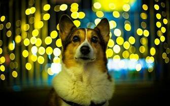 Welsh Corgi Pembroke La Veille Du Nouvel An Les Chiens De
