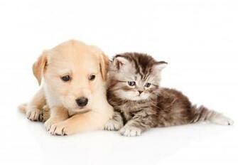 Dog And Cat Wallpaper Cute Kittens Puppies