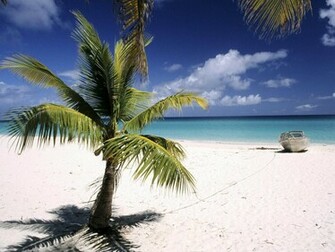 Tag Palm Trees Wallpaper Background Photos Image And Pictures