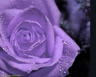 Tears Widescreen Monitors Desktop Vladstudio Of Joy
