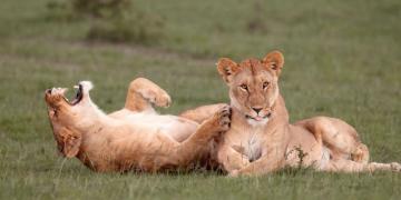 Funny Animal Pictures Cute Photos Of Wild Animals