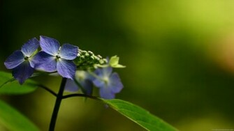 HD Wallpaper Widescreen Full Desktop