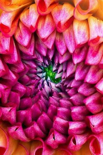 The New Imac Wallpaper Flower Appletips