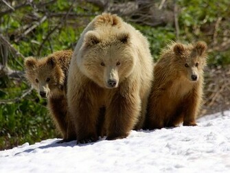 Bear Wallpaper Bears