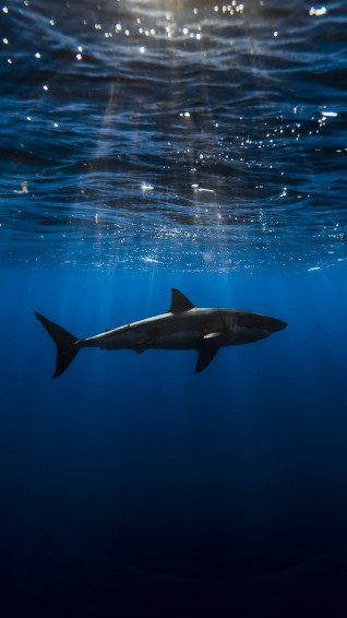 Shark Phone Wallpaper