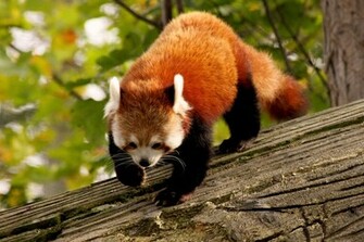 Red Panda Wallpaper In HD Wallpapermine