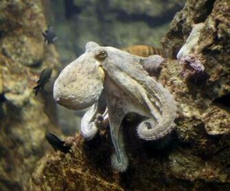 Poulpe Octopus Polpo HD Wallpaper Image Fonds