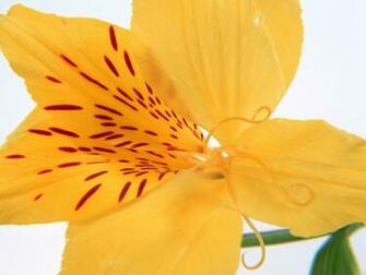 Yellow Wallpaper Ebook Dawallpaperz
