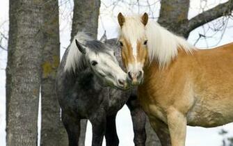Wallpaper Autumn Horse Steam Tenderness Animals