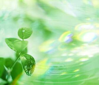 These Leaves Wallpaper Are