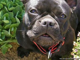 French Bulldog Photos And Wallpaper