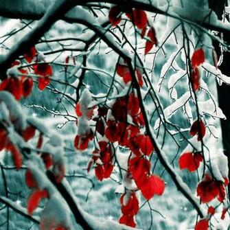 iPad Air Snow Wallpaper