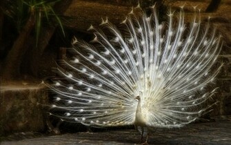 White Peacock Wallpaper