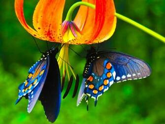 Desktop Wallpaper Beautiful Butterfly