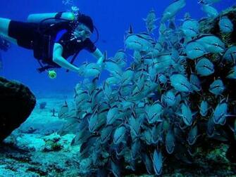 Scuba Diving Diver Ocean Sea Underwater Fish Wallpaper