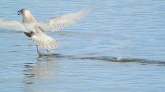 File Iceland Gull Carlyle Lake Illinois Jpg
