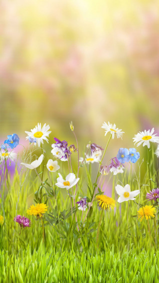Spring Wallpaper 4k HD Phone Desktop Background