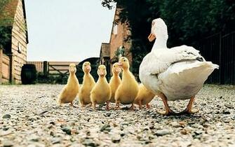 Exclusive Funny Duck Family In Farm HD Wallpaper