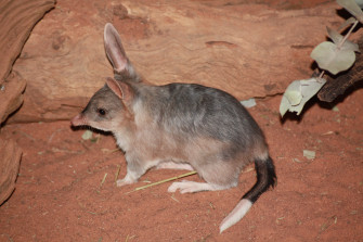Bilby HD Wallpaper
