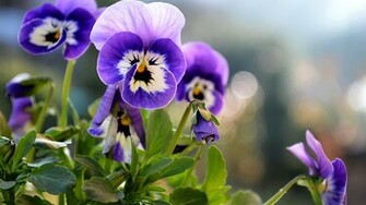 Earth Pansy Wallpaper