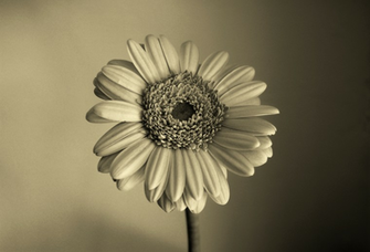 Sepia Flower Wallpaper By Vixxybo