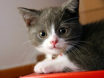 Black And White Small Cat HD Wallpaper Drawing