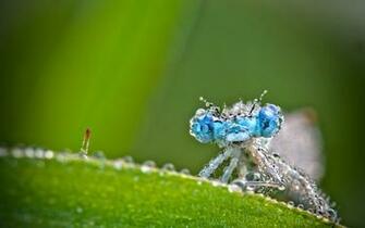 Macro Photography Wallpaper High Quality