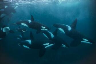 Orca Wallpaper 1980x1080p Px Hv442h8 Picserio