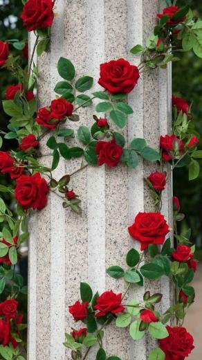 Pin De Nirmal Saima Em Whispering Dreams Flores Bonitas Papel