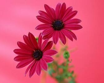 Gerbera Daisy Desktop