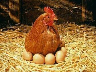 Hen Wallpaper