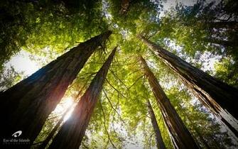 Muir Woods National Monument Desktop Wallpaper Eyeoftheislands