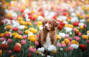 Wallpaper Spring Dog Tulips Image For Desktop Section