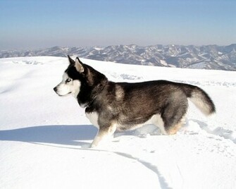 Grey Siberian Husky Wallpaper