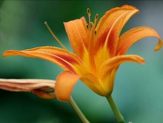 Orange Flower Wallpaper Pollen Desktop Background