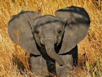 Animals Elephants Wallpaper