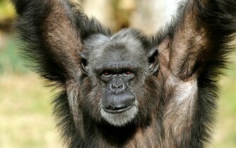 Monkey Wallpaper And Image Pictures Photos