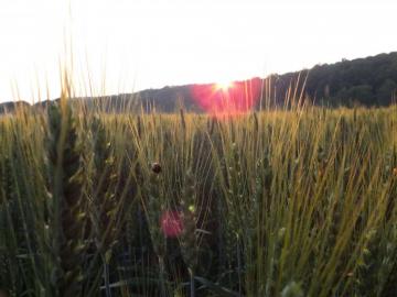 Field Green Mountain Nature Outside Sun Sunset