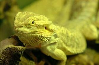 Bearded Dragon Wallpaper