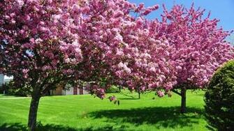 Spring Wallpaper HD Early