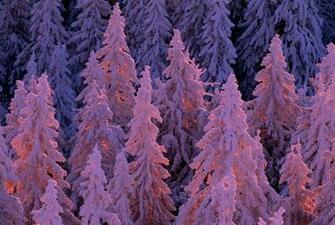 Picture Of Trees Covered In Snow Black Forest Germany