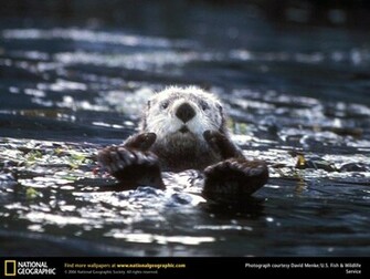 Sea Otter HD Wallpaper ImgHD Browse And Image