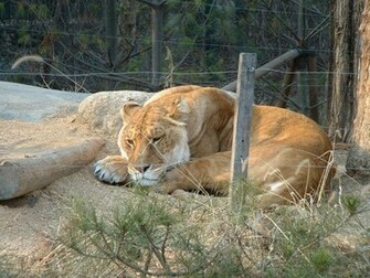Liger Wallpaper