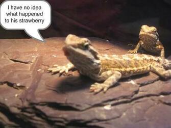 Pin Funny Bearded Dragon