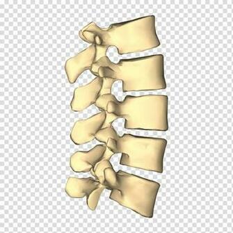 Lumbar Vertebrae Vertebral Column Cervical Thoracic