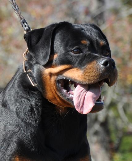 Rottweiler Wallpaper Weddingdressin
