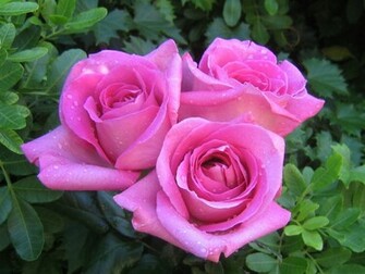 Pretty Roses Wallpaper