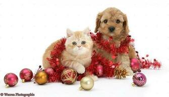 Cute Christmas Kittens And Puppies HD Wallpaper In Celebrations